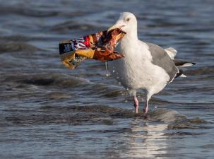 Vogel mit Müll im Schnabel im Meer