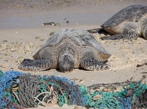 Eine Wasserschildkr&ouml;te am Strand