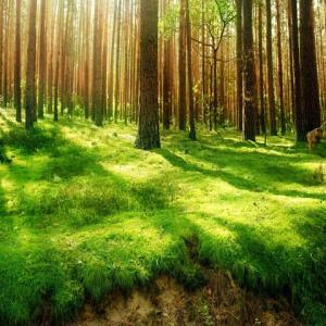 Ein sonnendurchfluteter Wald mit vielen B&auml;umen und saftigem gr&uuml;nem Waldboden..
