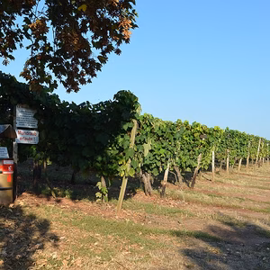 Reihe von Weinreben entlang eines Weges, mit einer Verkaufsstation f&uuml;r Wein und Sonnenschein im Hintergrund.