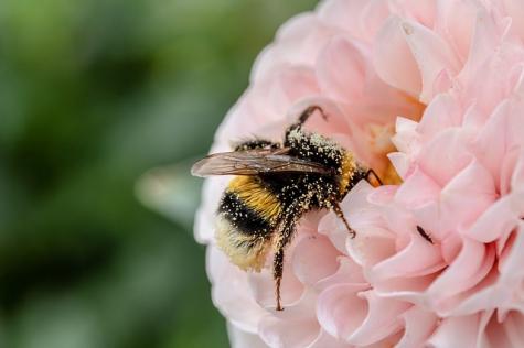 Eine Biene saugt gerade Nektar aus einer Blume.