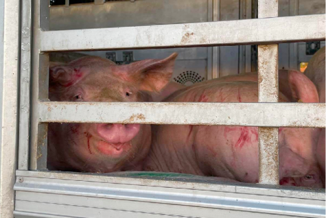Schweine in Tiertransporter