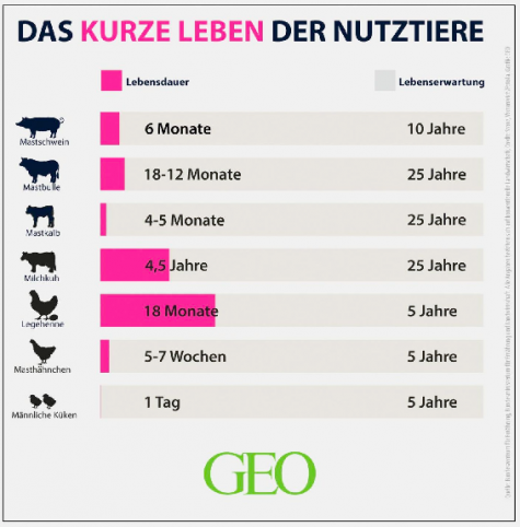 Das kurze Leben der Nutztiere