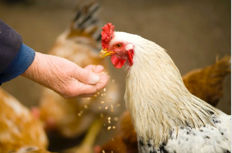 Huhn wird mit Hand gefüttert