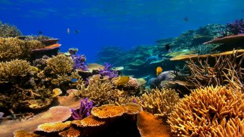 Buntes Korallenriff unter Wasser.
