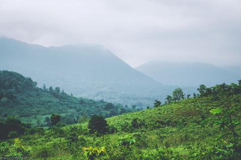 Naturlandschaft mit vielen B&auml;umen und Gr&uuml;nfl&auml;chen 