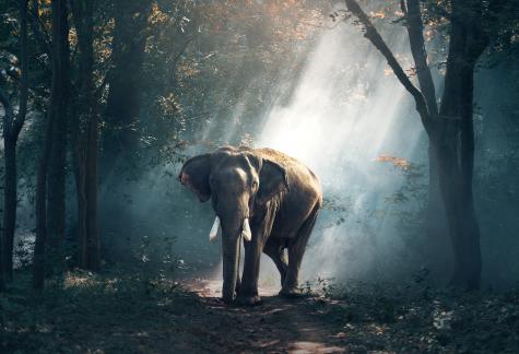 Elefant im Urwald