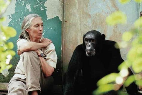 Jane Goodall mit einem Chimpansen