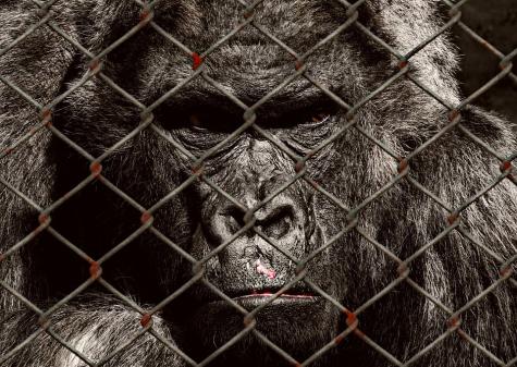 Affe hinter Gittern