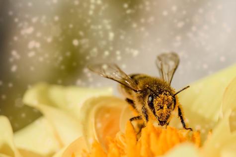 Biene mit Blume und Blütenstaub