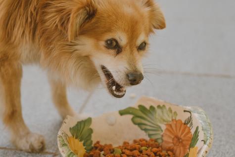 Hund mit Essen 