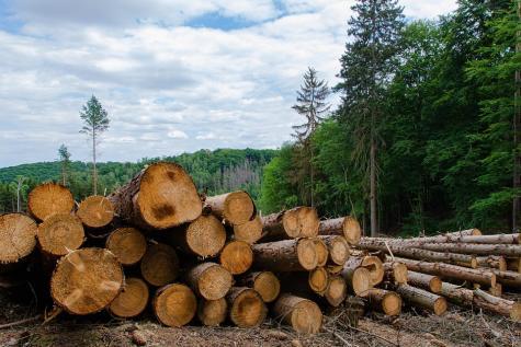 Holzstapel im Wald