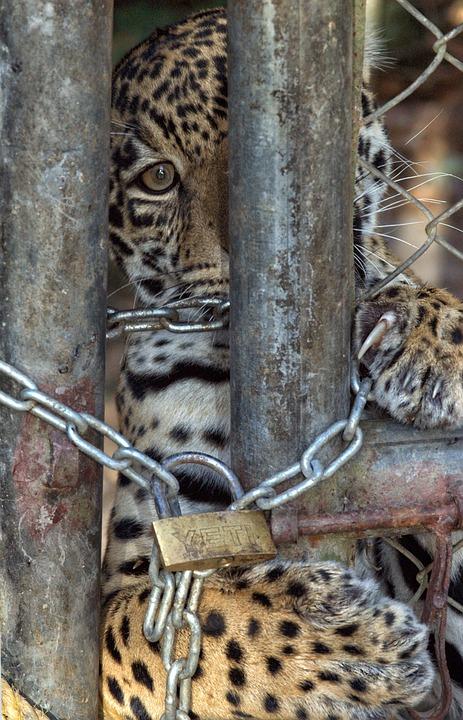 Jaguar hinter Gittern