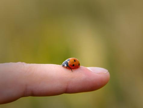 Kinderfinger mit Marienk&auml;fer