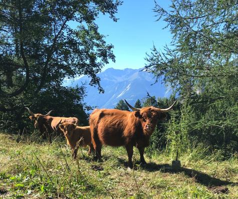 Zwei K&uuml;he auf einer Weide