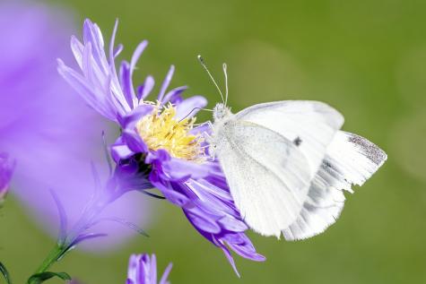 Schmetterling auf Blume