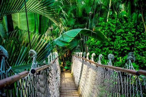 H&auml;ngebr&uuml;cke im Regenwald