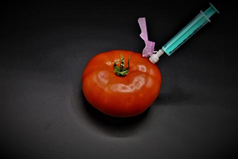 Tomate genmanipuliert