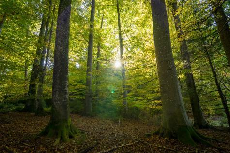 Wald mit Sonnenschein