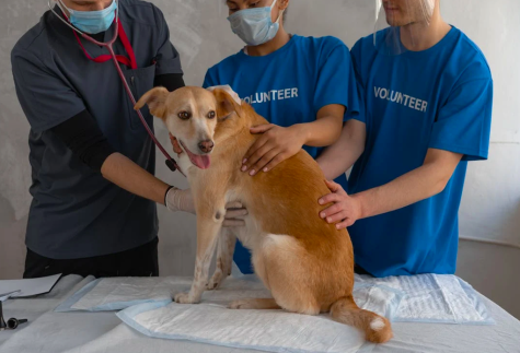 Freiwillige Tierschutz