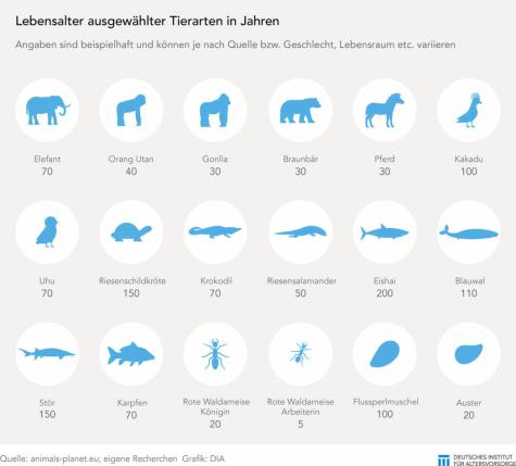 Lebensdauer Tiere 