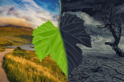 Ein Blatt in einer gr&uuml;nen und einer verdorbenen Landschaft