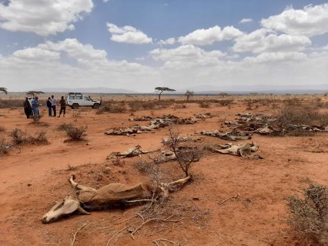 Eine trockene Steppe mit Tierkadavern