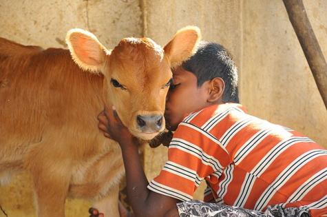 Ein Kind umarmt keine junge Kuh