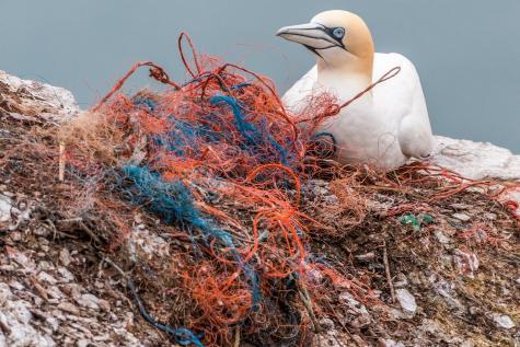 Ein Vogel auf einem Plastiknetz am Meer