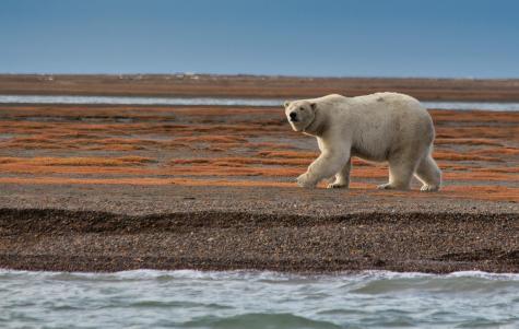 Ein Eisb&auml;r auf einer weiten Steppe