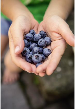 Heidelbeeren in der Hand