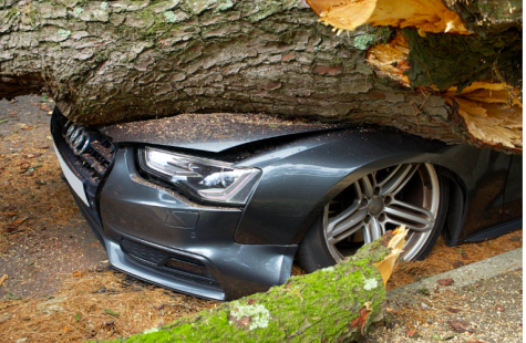 Baum f&auml;llt auf Auto