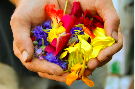 H&auml;nde halten eine bunte Mischung aus Bl&uuml;tenbl&auml;ttern in verschiedenen Farben: Rot, Gelb, Lila und Orange.
