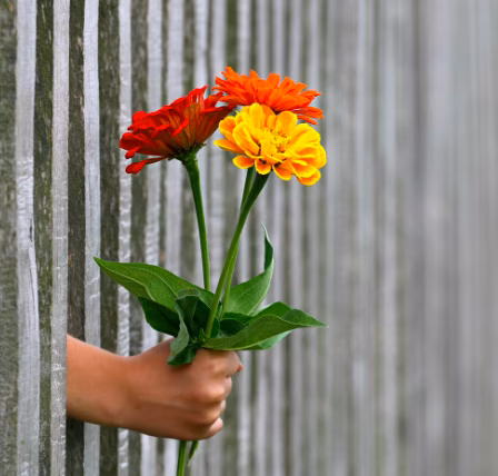 Eine Hand h&auml;lt drei bunte Blumen (rot, orange, gelb) durch einen Holzlattenzaun.