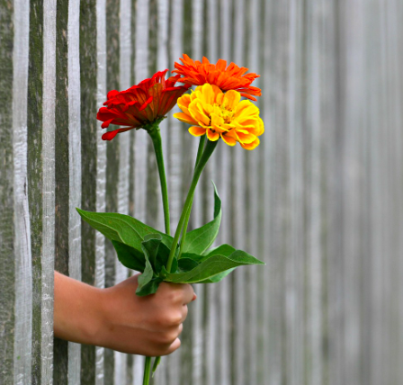 Eine Hand h&auml;lt drei bunte Blumen (rot, orange, gelb) durch einen Holzlattenzaun.