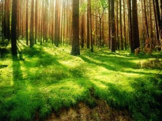 Ein sonnendurchfluteter Wald mit vielen Bäumen und saftigem grünem Waldboden..