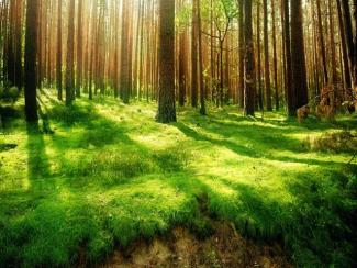 Ein sonnendurchfluteter Wald mit vielen B&auml;umen und saftigem gr&uuml;nem Waldboden..