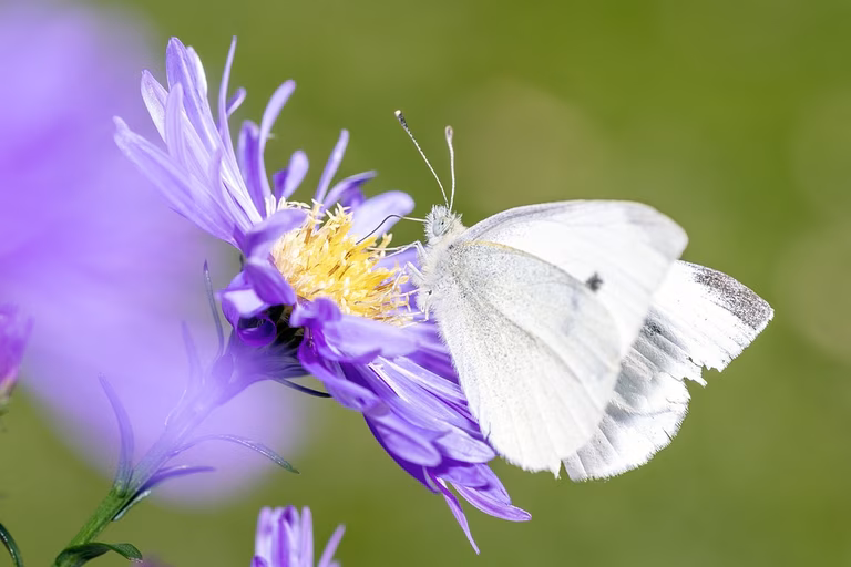 Schmetterling auf Blume