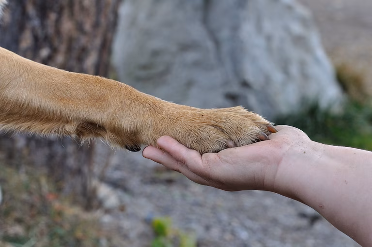 Hand und Pfote 