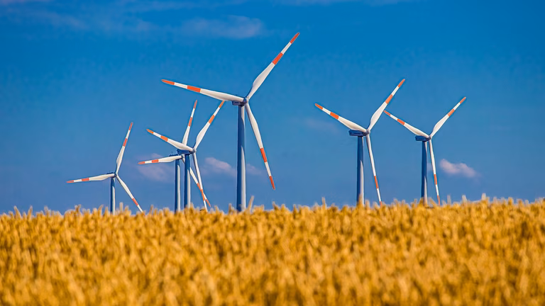 Windr&auml;der vor Kornfeld