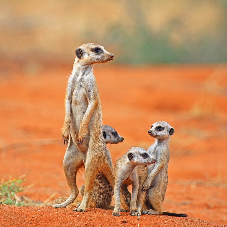Ein Meerkat mit seinen Jungen in der W&uuml;ste